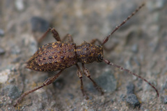 Plectrura spinicauda