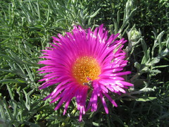 Carpobrotus quadrifidus