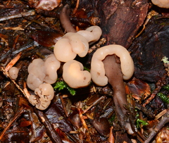 Cudonia