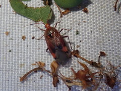 Deraeocoris olivaceus