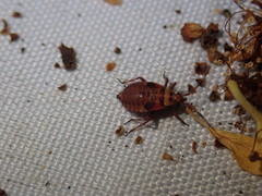 Deraeocoris olivaceus
