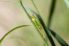Orchelimum pulchellum