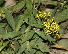 Senecio nemorensis