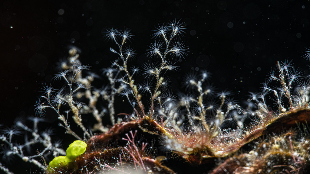 Linear bell hydroid