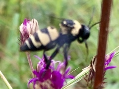 Triepeolus concavus