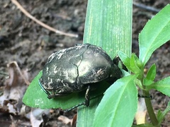 Protaetia orientalis