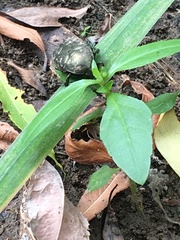 Protaetia orientalis