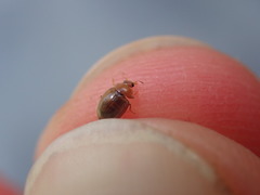 Rhyzobius litura