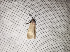 Pygarctia pterygostigma