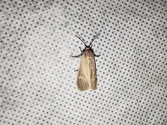 Pygarctia pterygostigma