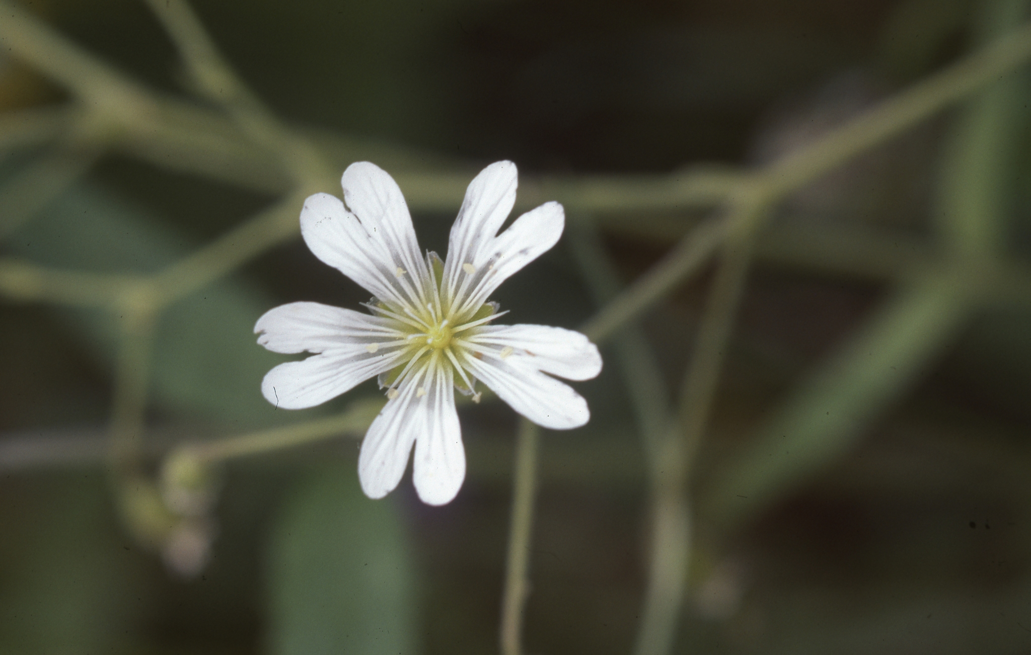 Cerastium velutinum