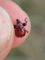Attelabus nitens