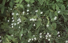 Cerastium velutinum