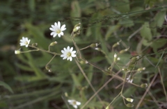 Cerastium velutinum