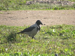 Corvus cornix