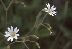 Cerastium velutinum