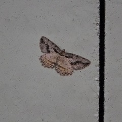 Neoalcis californiaria