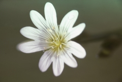 Cerastium velutinum