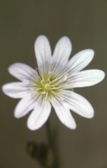 Cerastium velutinum