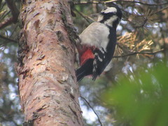 Dendrocopos major