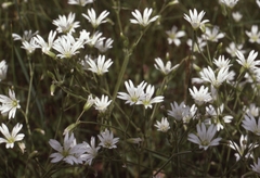 Cerastium velutinum