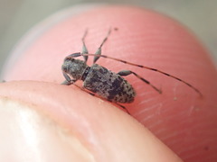 Leiopus femoratus