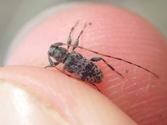 Leiopus femoratus