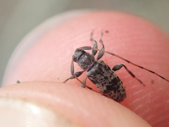 Leiopus femoratus