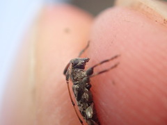 Leiopus femoratus