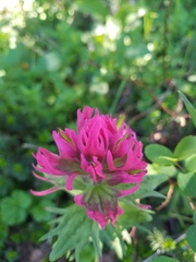 Castilleja parviflora oreopola