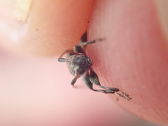 Leiopus femoratus