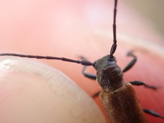 Anaesthetis testacea