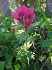 Castilleja parviflora oreopola