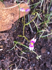 Stylidium fluminense