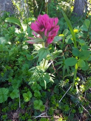 Castilleja parviflora oreopola
