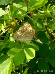 Junonia atlites
