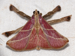 Pachypodistes goeldii