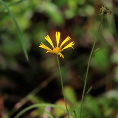 Helenium amarum
