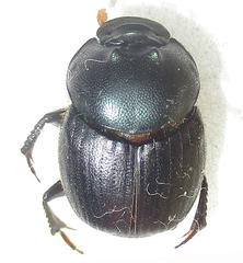 Onthophagus deterrens