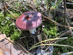 Russula caerulea