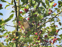 Turdus merula