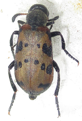 Hycleus transvaalicus
