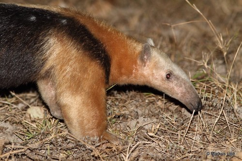 Southern Tamandua, photo 8 of 9