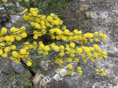 Acacia calamifolia