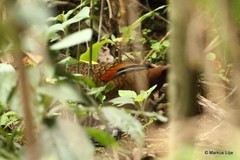 Trochalopteron squamatum