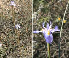 Moraea lazulina