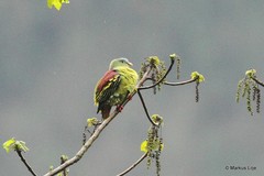 Treron curvirostra
