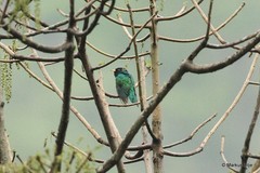 Chrysococcyx maculatus