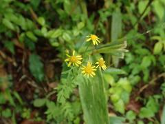 Nemosenecio nikoensis