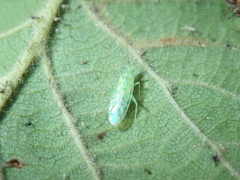 Malacocoris chlorizans
